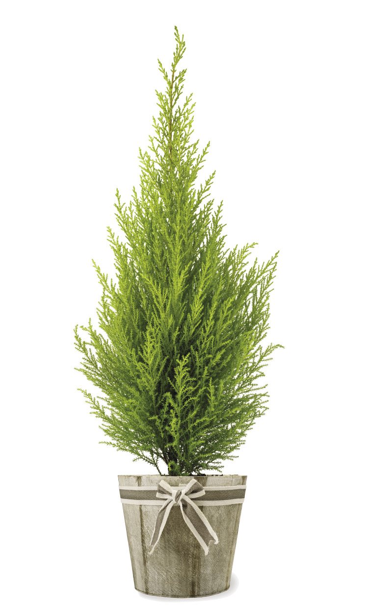 A tall, slender evergreen grows in a wooden pot.